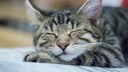 Unter zahlreichen tierischen Redewendungen kommen auch die Katzen nicht zu kurz