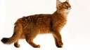 Somali Katze in Seitenansicht auf weißem Hintergrund