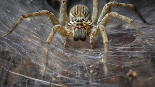 Bei vielen sorgt der Anblick einer Spinne für Unbehagen. Dabei gibt es in anderen Breitengeraden weitaus größere Spinnen als hier in Europa.