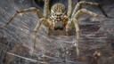 Bei vielen sorgt der Anblick einer Spinne für Unbehagen. Dabei gibt es in anderen Breitengeraden weitaus größere Spinnen als hier in Europa.
