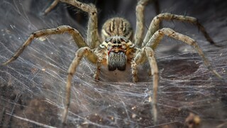 Bei vielen sorgt der Anblick einer Spinne für Unbehagen. Dabei gibt es in anderen Breitengeraden weitaus größere Spinnen als hier in Europa. 
