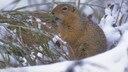 Ein arktisches Erdhörnchen erwacht aus dem Winterschlaf