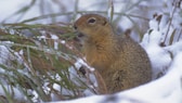 Ein arktisches Erdhörnchen erwacht aus dem Winterschlaf