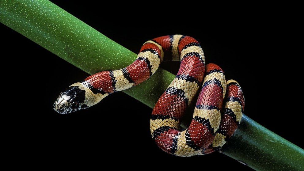 Mexikanische Königsnatter Lampropeltis mexicana um grünen Zweig geschlungen auf schwarzem Hintergrund