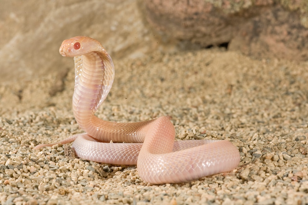 Bei dieser Albino-Monokelkobra scheinen die roten Blutgefäße nicht nur in den Augen, sondern auch unter ihrer Haut durch