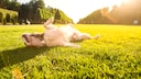 Auch Hunde können im Sommer Sonnenschutz gebrauchen. Dabei kommt es auf verschiedene Faktoren an, wie eine Tierärztin erklärt