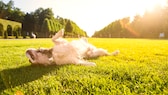 Auch Hunde können im Sommer Sonnenschutz gebrauchen. Dabei kommt es auf verschiedene Faktoren an, wie eine Tierärztin erklärt