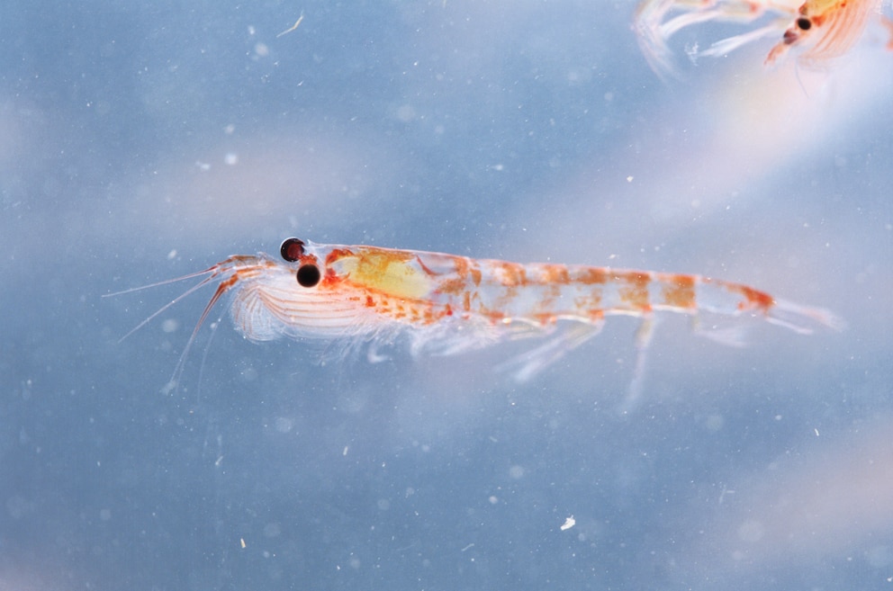 Der Krill ist nicht nur ein Bewohner der Gewässer der Antarktis, sondern auch eine wichtige Nahrungsquelle der dort lebenden Tiere