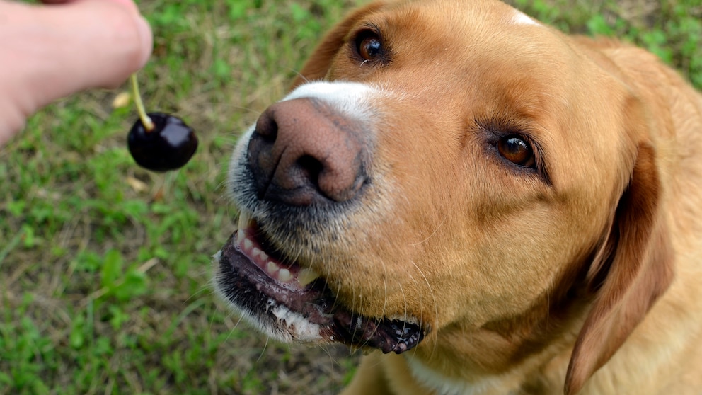 Kirschen können für Hunde eine Alternative zum Leckerli zwischendurch sein, es kommt jedoch auf die Menge an