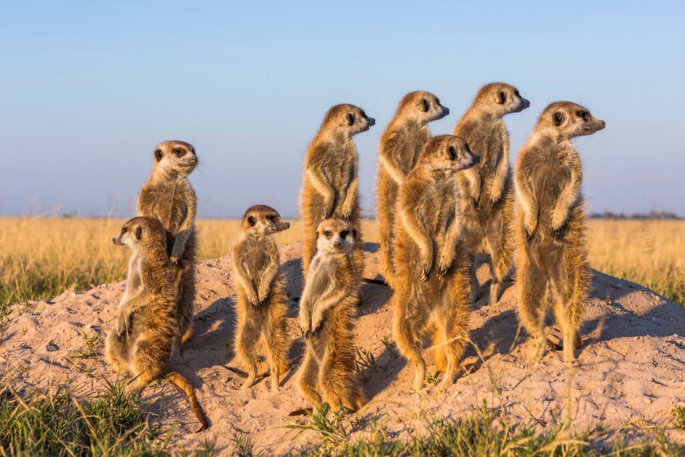 A group of meerkats stands on a hill