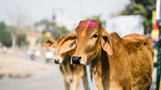 Kühe beim Holi Festival in Indien