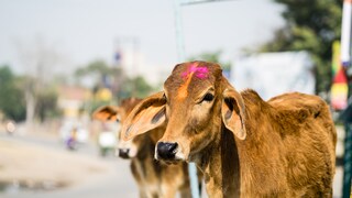 Kühe beim Holi Festival in Indien