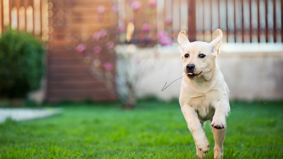 Hunde verbringen besonders im Sommer gern Zeit im Garten. Dabei sollten Halter jedoch einiges beachten
