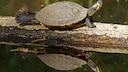 Gelbwangenschmuckschildkröte (Trachemys scripta scripta) auf Baumstamm im Wasser