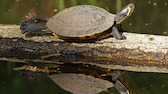 Gelbwangenschmuckschildkröte (Trachemys scripta scripta) auf Baumstamm im Wasser