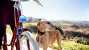 Beim Fahrradfahren mit Hund gibt es einige Dinge, die Halter beachten sollten
