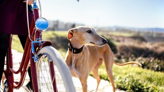 Beim Fahrradfahren mit Hund gibt es einige Dinge, die Halter beachten sollten