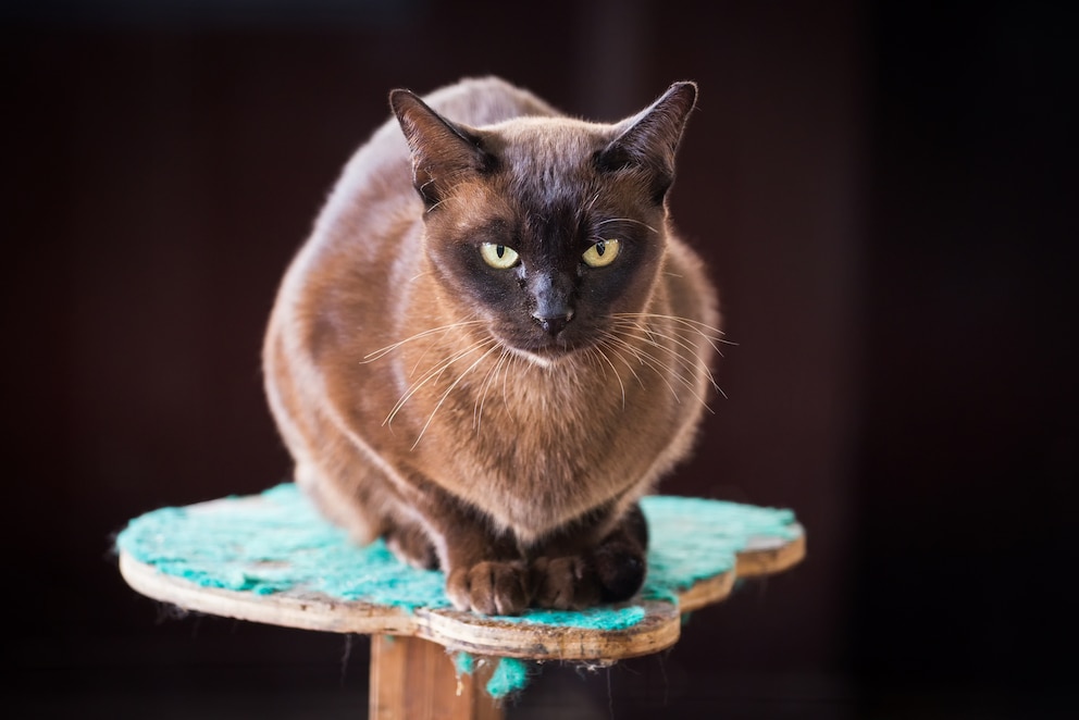 Burma Katze auf einem Podest sitzend mit schwarzem Hintergrund