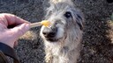 Ein Hund leckt Honig von einem Holzstäbchen
