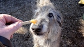 Ein Hund leckt Honig von einem Holzstäbchen