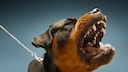 Rottweiler bellt an Leine auf blauem Hintergrund