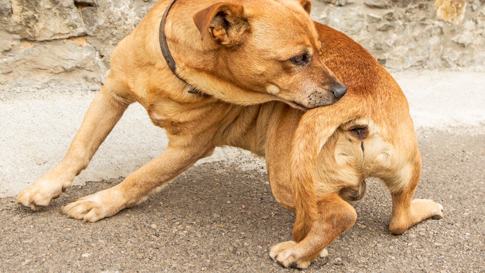 Ein Hund beschnuppert sich selbst