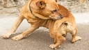 Ein Hund beschnuppert sich selbst