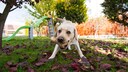 Labrador mit Knochen im Mund rennt im Garten frontal auf den Betrachter zu