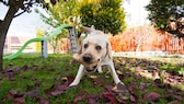 Labrador mit Knochen im Mund rennt im Garten frontal auf den Betrachter zu