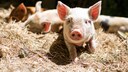 Gl&uuml;ckliches Schweinchen im Stall