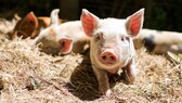 Glückliches Schweinchen im Stall