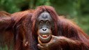 Ein lächelnder Orang-Utan