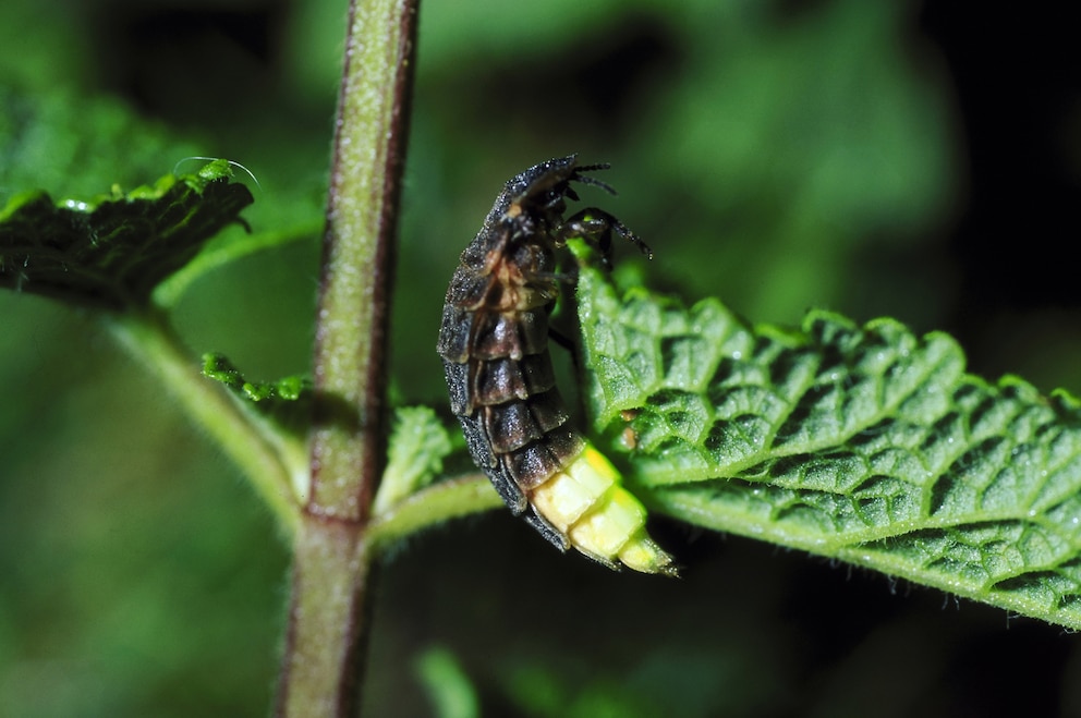 Weibchen des Großen Leuchtkäfers Lampyris noctiluca auf einem Blatt