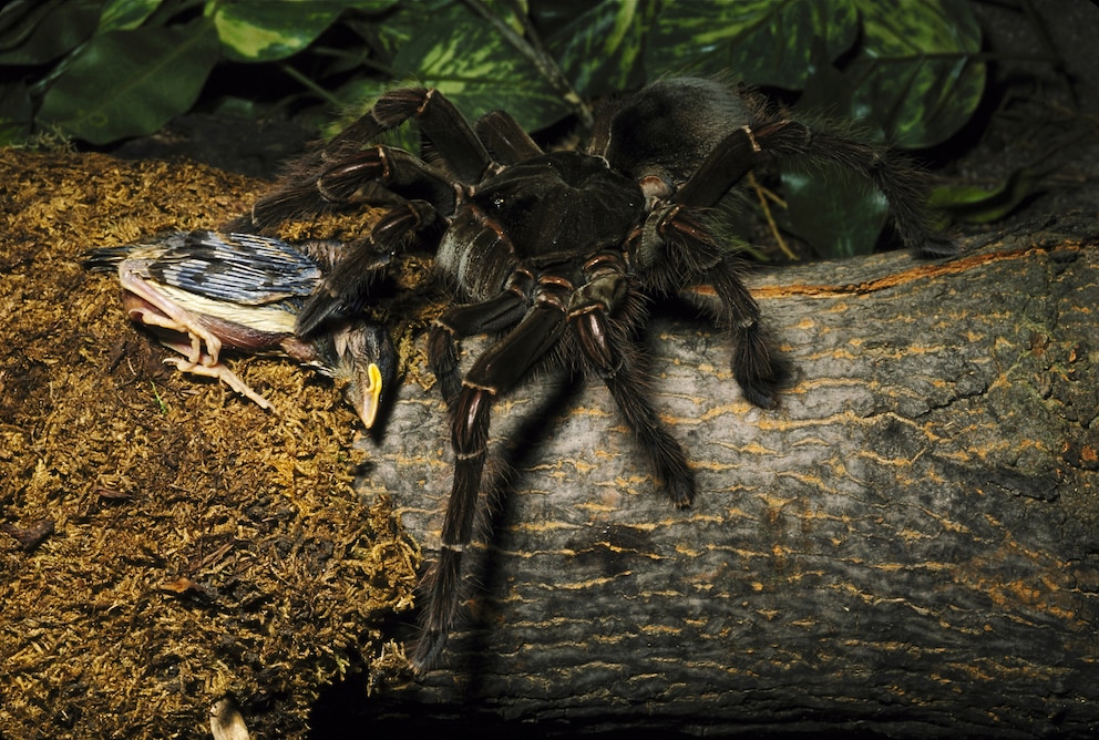 Eine Goliat-Vogelspinne verspeist ein Küken