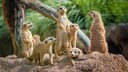 Eine Gruppe Erdmännchen steht bei einander