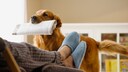 Hund bringt seinem Herrchen die Zeitung