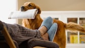 Hund bringt seinem Herrchen die Zeitung