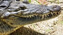Ein Amerikanisches Krokodil liegt in der SOnne