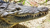 Ein Amerikanisches Krokodil liegt in der SOnne