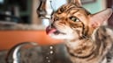 Bengalkatze trinkt aus laufendem Wasserhahn in der Küche