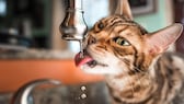 Bengalkatze trinkt aus laufendem Wasserhahn in der Küche