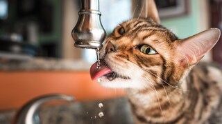 Bengalkatze trinkt aus laufendem Wasserhahn in der Küche