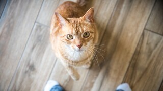 Orangene Tabby Katze sitzt vor den Füßen eines Menschen auf dem Boden und blickt nach oben in die Kamera