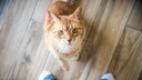 Orangene Tabby Katze sitzt vor den Füßen eines Menschen auf dem Boden und blickt nach oben in die Kamera