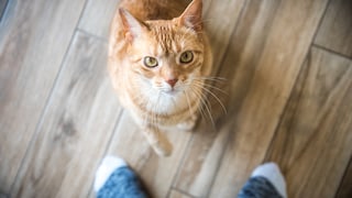 Orangene Tabby Katze sitzt vor den Füßen eines Menschen auf dem Boden und blickt nach oben in die Kamera