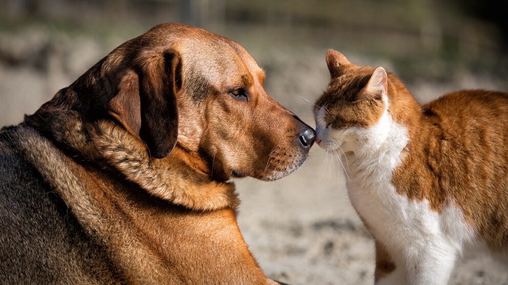 Hund und Katze berühren einander mit der Nase