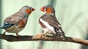 Zebrafinken sollten nicht allein gehalten werden