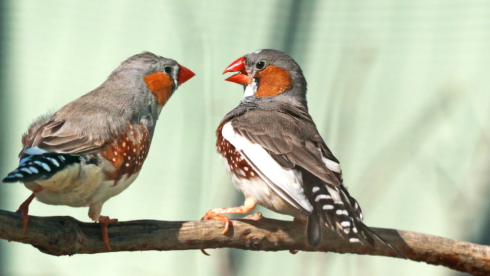 Zebrafinken sollten nicht allein gehalten werden