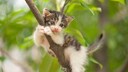 K&auml;tzchen sitzt auf Astgabel im Baum
