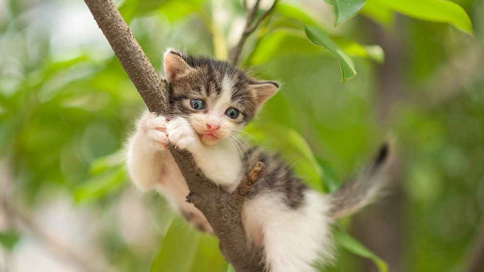 Kätzchen sitzt auf Astgabel im Baum